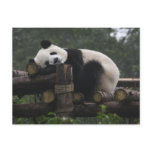 Giant pandas at the Giant Panda Protection &amp; 3 Post Card