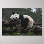 Giant pandas at the Giant Panda Protection & 3 Print
