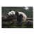 china, vacation, dennis brack, panda, chengdu,