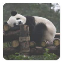 Giant pandas at the Giant Panda Protection & 3 Stickers