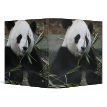 Giant pandas at the Giant Panda Protection & Binder