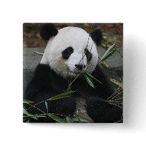 Giant pandas at the Giant Panda Protection & Pinback Button