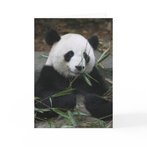 Giant pandas at the Giant Panda Protection & Cards