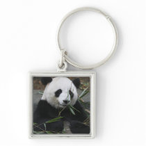 Giant pandas at the Giant Panda Protection & Keychains
