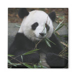 Giant pandas at the Giant Panda Protection &amp; Magnet