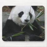 Giant pandas at the Giant Panda Protection & mousepads