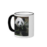 Giant pandas at the Giant Panda Protection & mugs