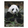 Giant pandas at the Giant Panda Protection &