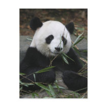 Giant pandas at the Giant Panda Protection & Postcards
