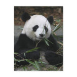 Giant pandas at the Giant Panda Protection &amp; Postcards