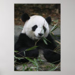 Giant pandas at the Giant Panda Protection &