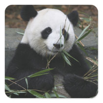 Giant pandas at the Giant Panda Protection & Stickers
