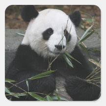 Giant pandas at the Giant Panda Protection & Stickers