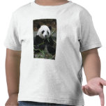 Giant pandas at the Giant Panda Protection & Tshirts