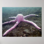 Giant Pink Star (Pisaster brevispinus) Poster