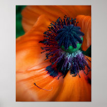 Giant Poppy Flower Print