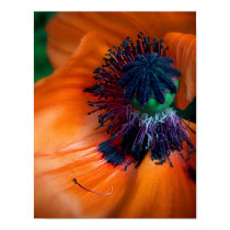 Giant Poppy Flower posters