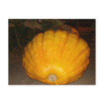 Giant Pumpkin postcards