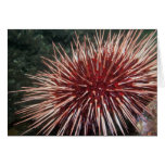 Giant Red Sea Urchin - Card