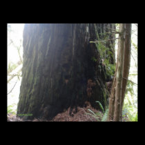 Giant redwood in Humboldt county posters