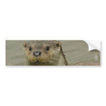Giant River Otter Bumper Stickers