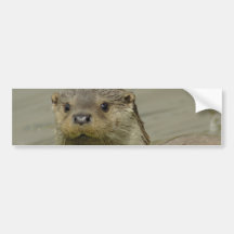 Giant River Otter Bumper Stickers