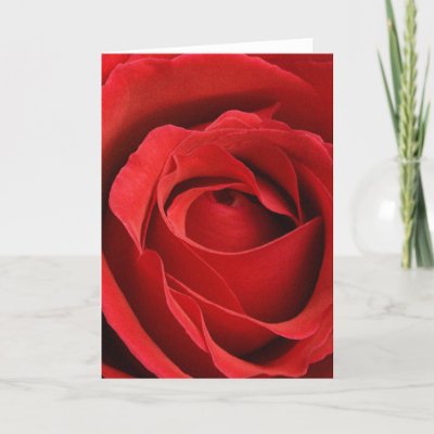 Giant Rose Romantic Valentine Card by all_heartz