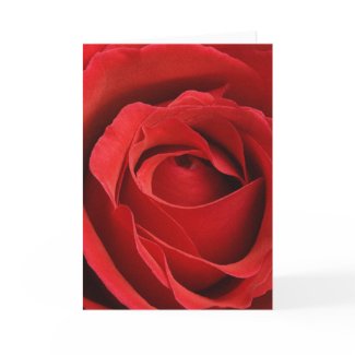 Giant Rose Romantic Valentine card