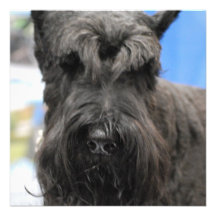 Giant Schnauzer Custom Invites