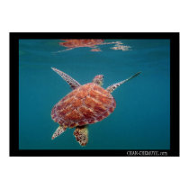 Giant Sea Turtle Poster
