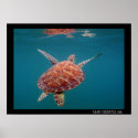 Giant Sea Turtle Poster posters