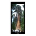 Giant Sequoia posters