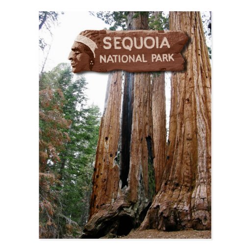 Giant Sequoia trees, Sequoia National Park, CA Postcard