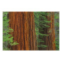Giant Sequoia trunks in forest, Yosemite photoenlargement