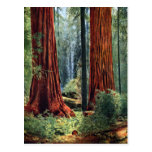 Giant Sequoia Trunks Post Cards