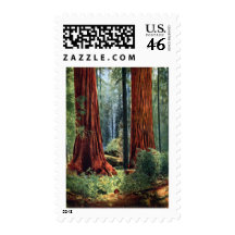 Giant Sequoia Trunks Postage Stamp