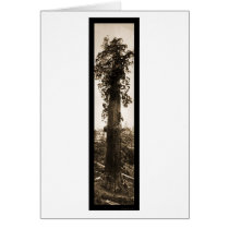 Giant Sequoia Wonder Photo 1915 cards