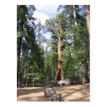 Giant Sequoia, Yosemite National Park Post Cards