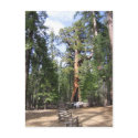 Giant Sequoia, Yosemite National Park postcards