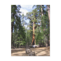 Giant Sequoia, Yosemite National Park postcards