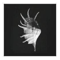 Giant Spider Conch Seashell Lambis truncata Canvas Canvas Print