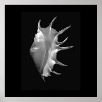 Giant Spider Conch Seashell Lambis truncata Poster