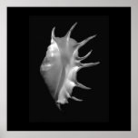 Giant Spider Conch Seashell Lambis truncata Poster
