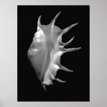 Giant Spider Conch Seashell Lambis truncata Print