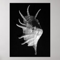Giant Spider Conch Seashell Lambis truncata Posters