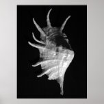 Giant Spider Conch Seashell Lambis truncata Posters