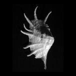 Giant Spider Conch Seashell Lambis truncata posters