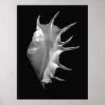 Giant Spider Conch Seashell Lambis truncata Print