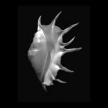 Giant Spider Conch Seashell Lambis truncata posters