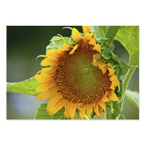 Giant Sunflower - ACEO 12 Business Cards